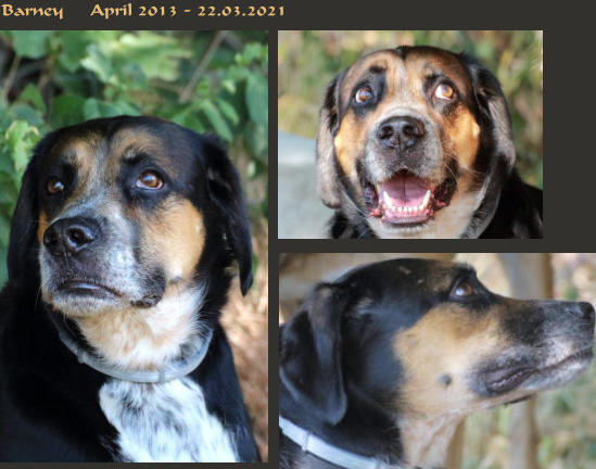 Barney     April 2013 - 22.03.2021