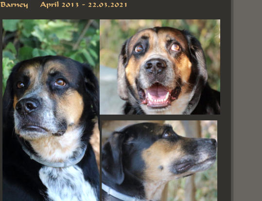 Barney     April 2013 - 22.03.2021